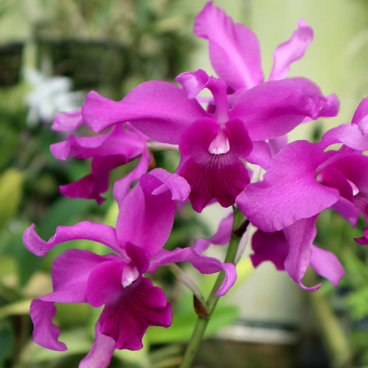 Laeliocatanthe (Lcn.) Jewell's Splendor