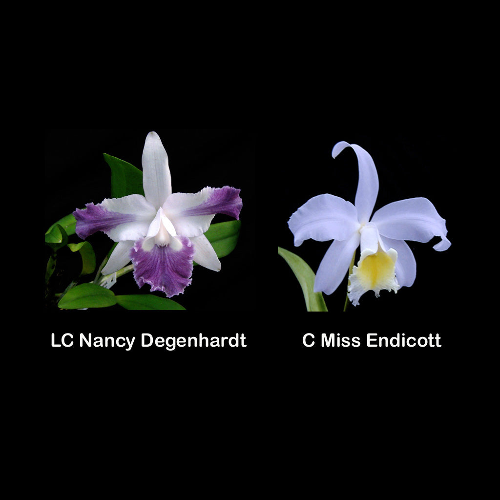 LC. Nancy Degenhardt var. coeruela x C. Miss Endicott var. coerulea