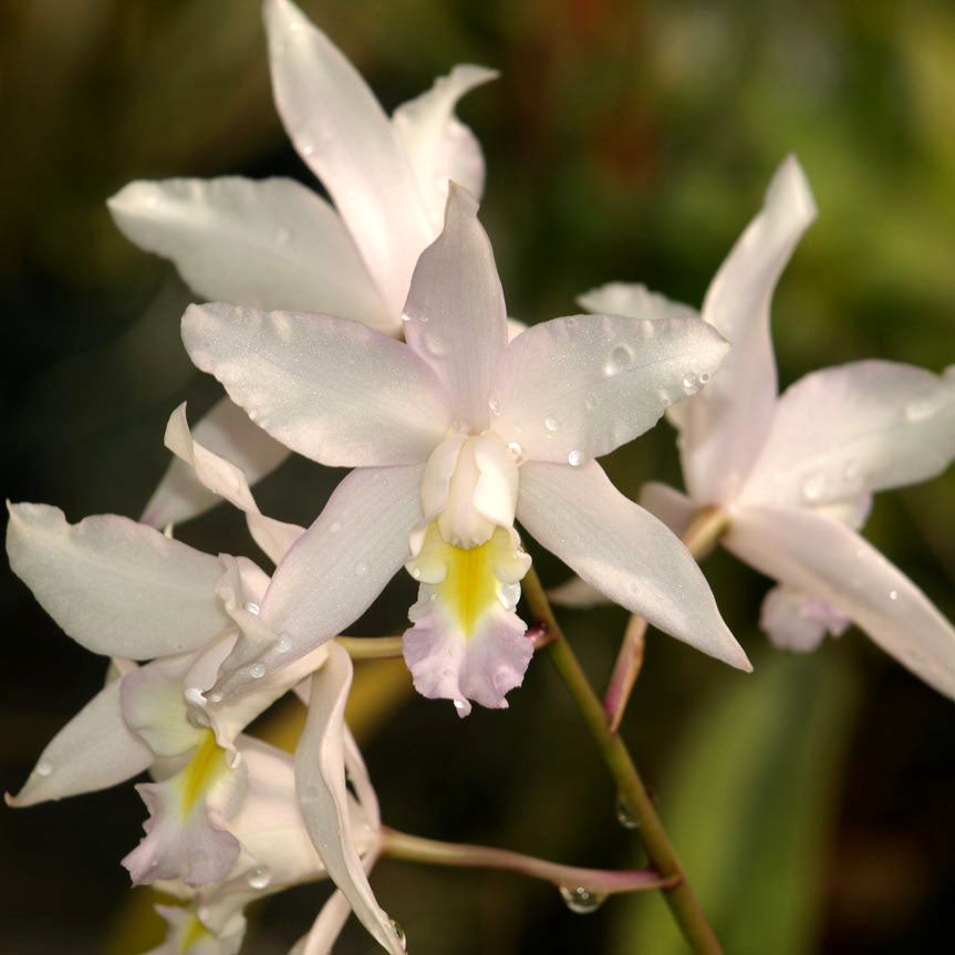 LC. Nina Bonita ‘Barbara’