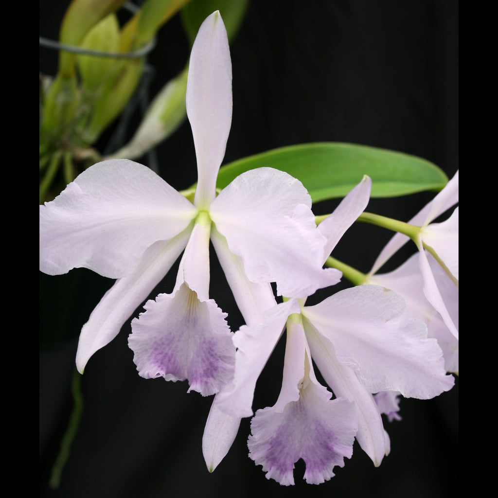 LC. Tanzanite