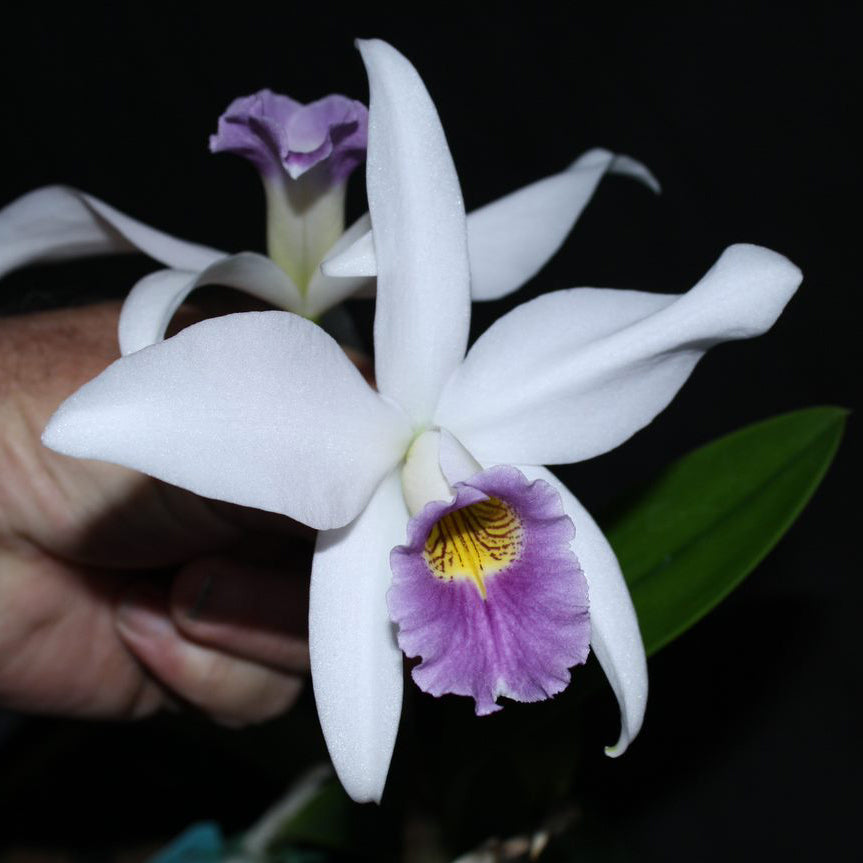 L. Amoena 'Jewell's'