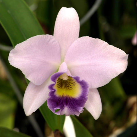 LC. Jewell’s Sapphire