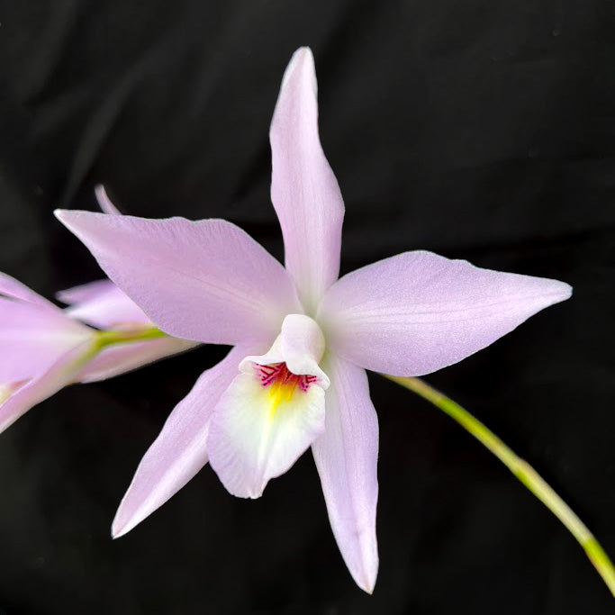 L. Maronii ‘AJ Land'