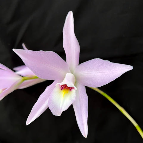 L. Maronii ‘AJ Land'