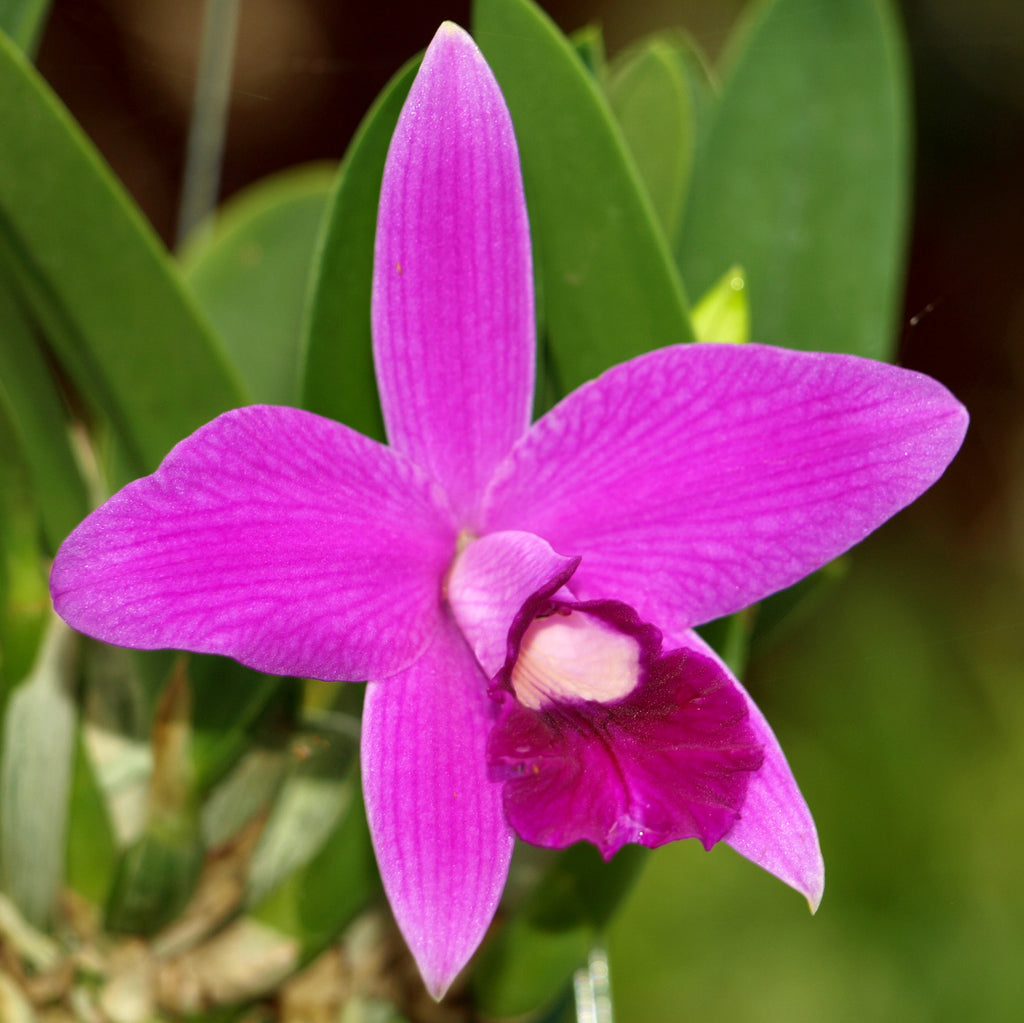 L. Pastoral Symphony 'Gracielle'
