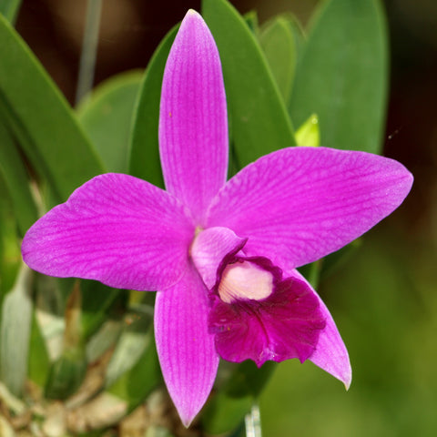 L. Pastoral Symphony 'Gracielle'