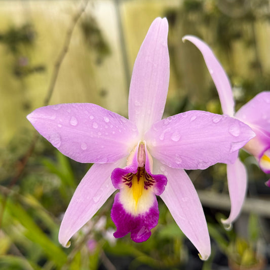 L. anceps ‘ABC’