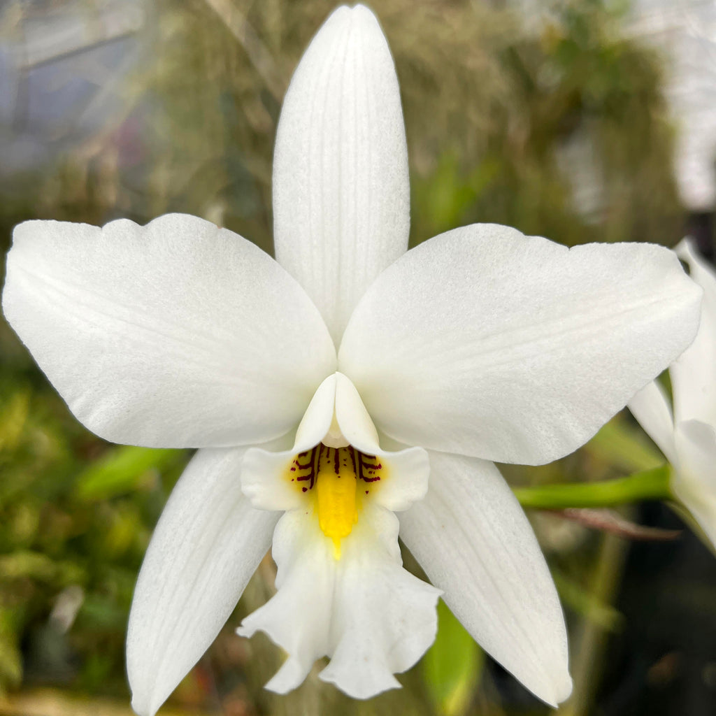 L. anceps 'Aloha Starlight' AM/AOS