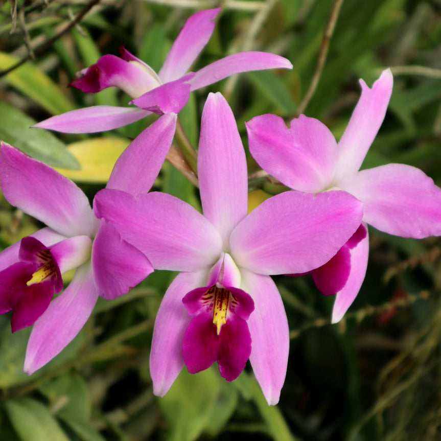 L. anceps ‘Irwin’s’ AM/AOS