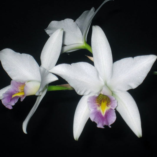L. anceps var. veitchiana 'LeMar'