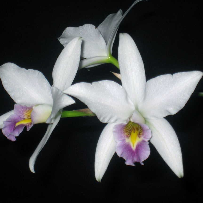 L. anceps var. veitchiana 'LeMar'