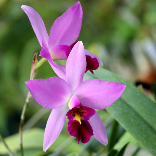 Laelia anceps