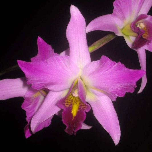 Laelia anceps var. lineata x var. guerrero