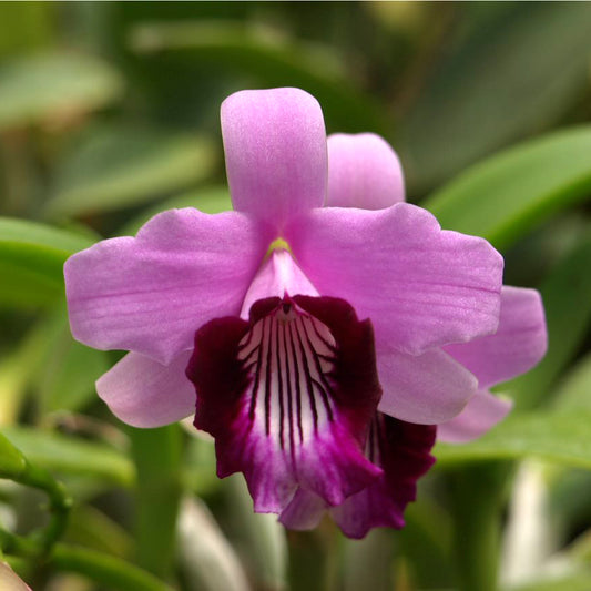 L. dayana ‘Leah’