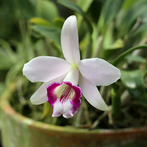 L. dayana var. semi-alba 'Lip Service'