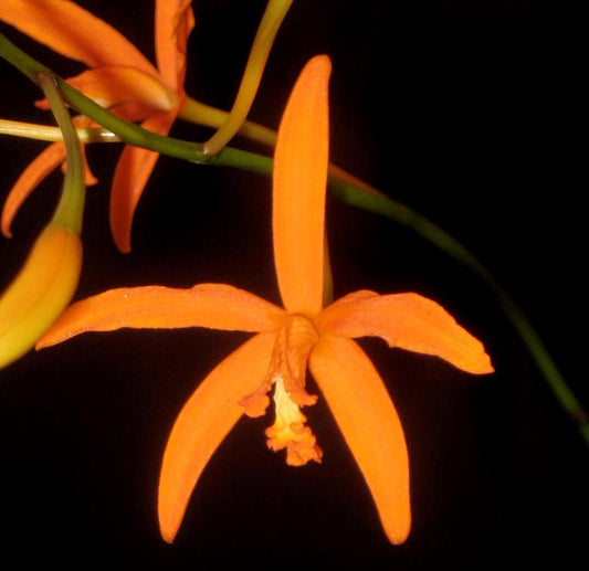 L. harpophylla