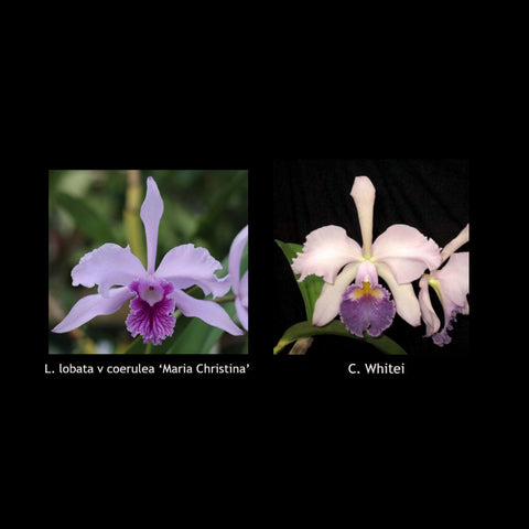 L. lobata var. coerulea ‘Maria Christina’ x C. Whitei ‘Anda’