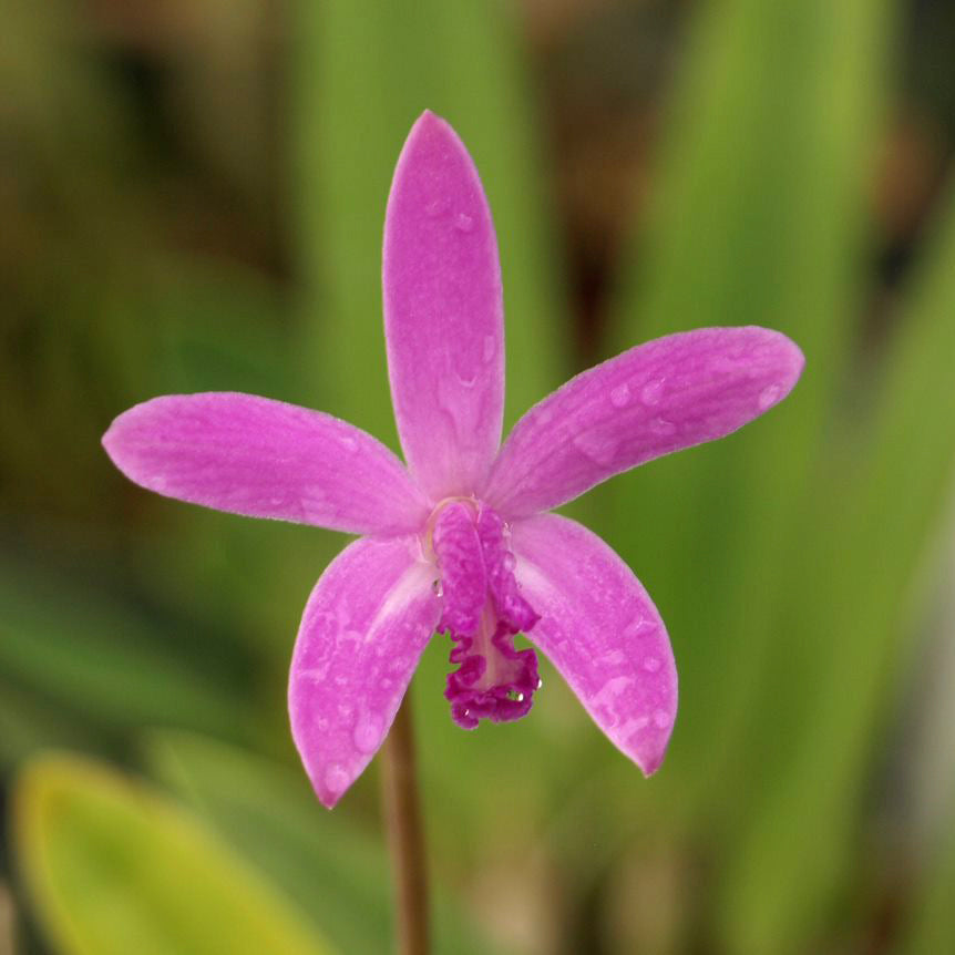 L. mantiqueirae