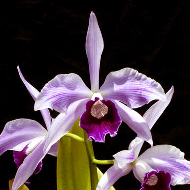 L.purpurata