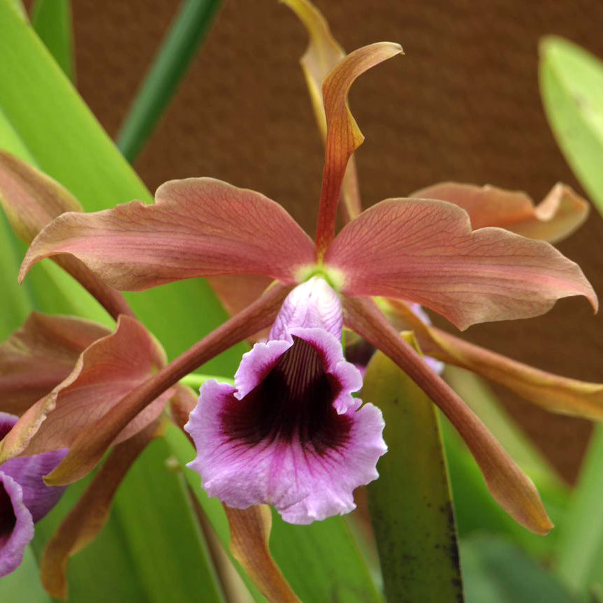 L. tenebrosa