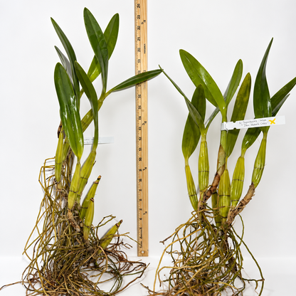 Two orchids, Laelia suprbiens alba 'Don Hubert Cross' with green leaves and extensive roots, displayed side-by-side next to a wooden ruler for scale on a white surface.