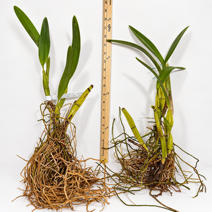 Two orchids, Laelia suprbiens alba 'Don Hubert Cross' with green leaves and extensive roots, displayed side-by-side next to a wooden ruler for scale on a white surface.