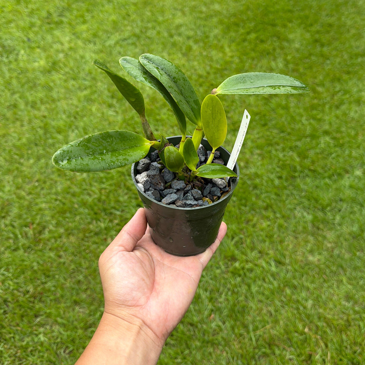 Cattleya Cariad’s Mini Quinee