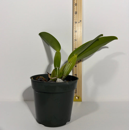 Cattleya Floralia's Azul 'Sandra' AM/AOS x C. Purity 'Whitlow'