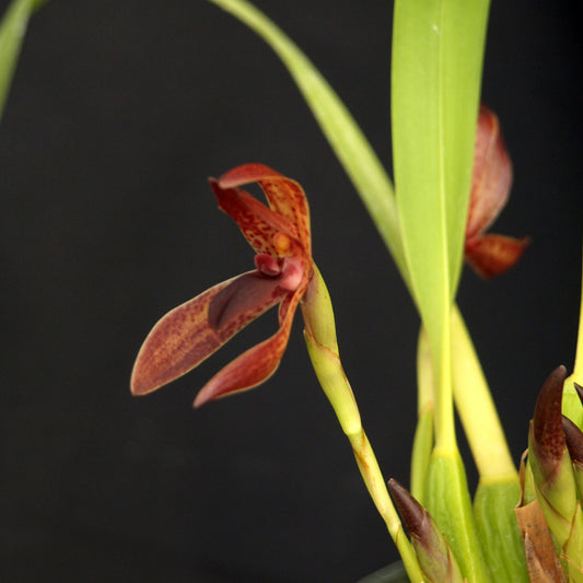 Maxillaria cucullata