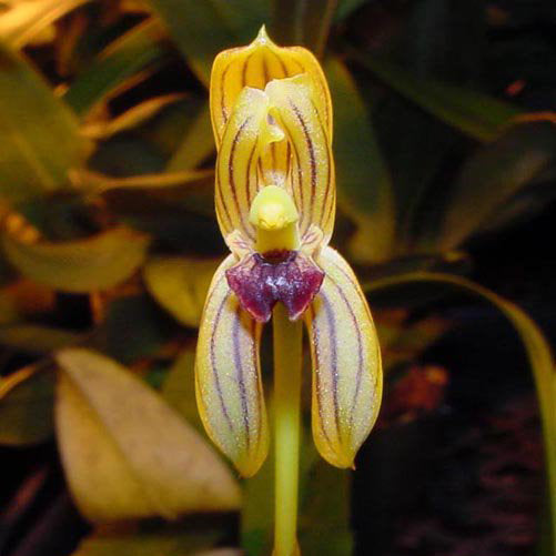 Mormolyca ringens