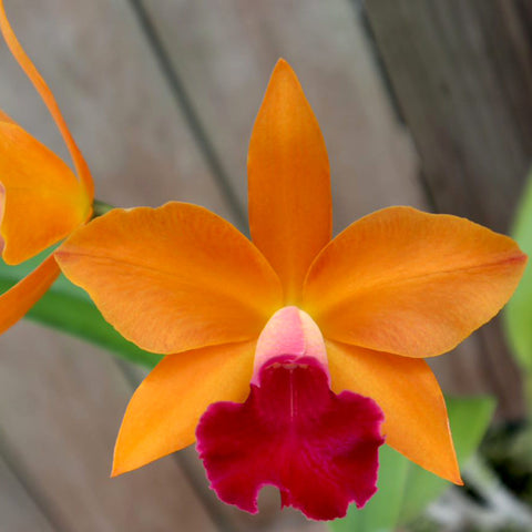 Pot. Love Triangle 'Carmela'