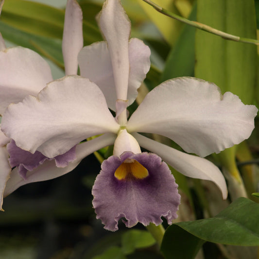 Cattleya purpurata var werkhauseri orchid flower with white petals and a central yellow bloom. 