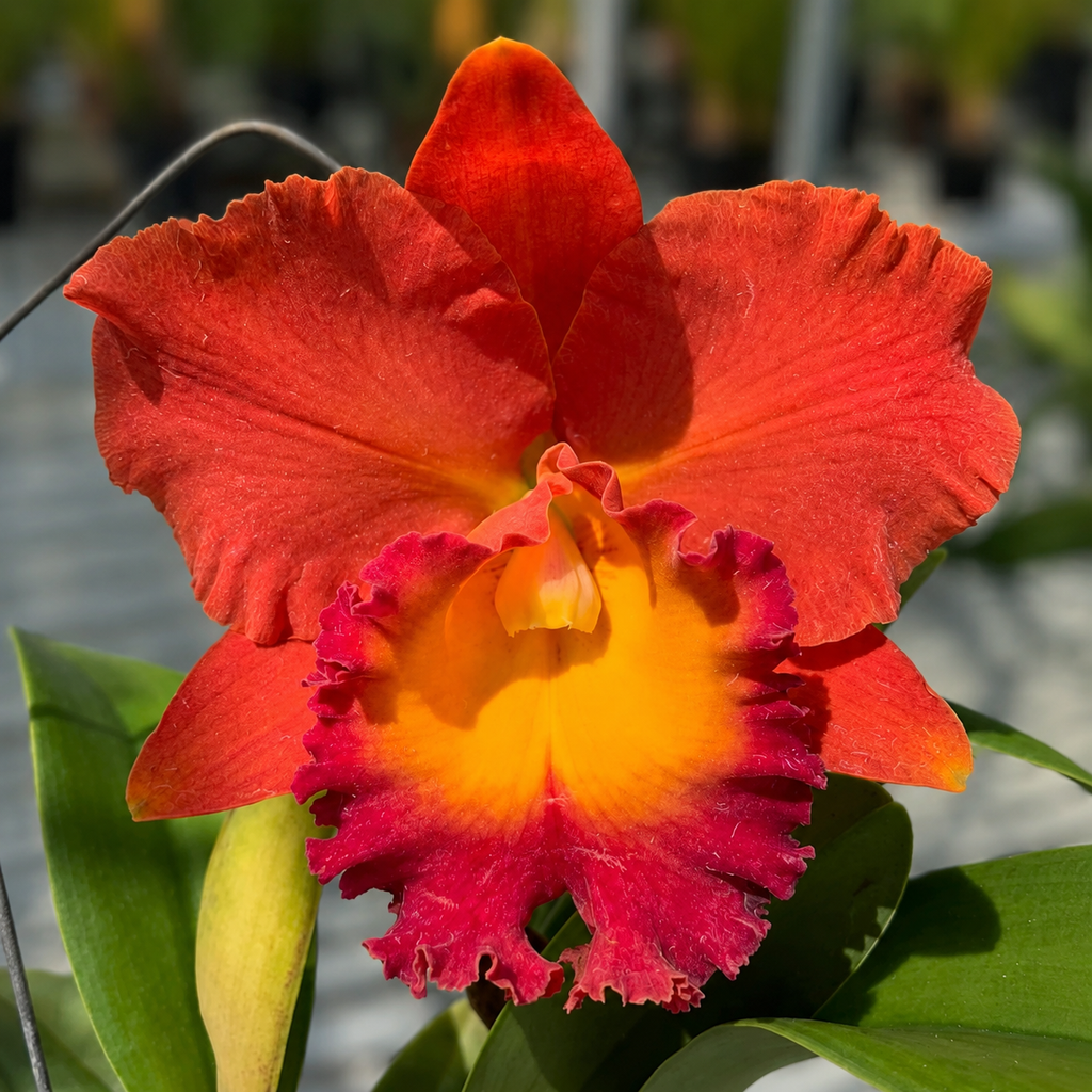 Rhyncholaeliocattleya (Rlc.) Siam Orange cl.