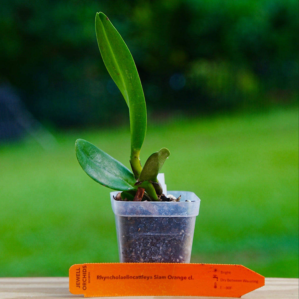A small potted Rhyncholaeliocattleya (Rlc.) Siam Orange orange orchid plant with green leaves, sitting on a wooden surface with an orange plant tag from Jewell Orchids in front of a blurred green garden background.