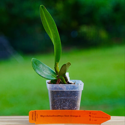A small potted Rhyncholaeliocattleya (Rlc.) Siam Orange orange orchid plant with green leaves, sitting on a wooden surface with an orange plant tag from Jewell Orchids in front of a blurred green garden background.