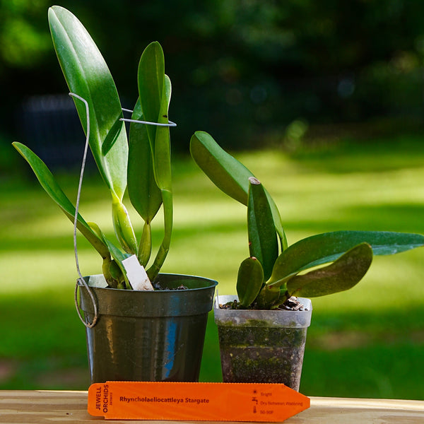 Two potted Rlc. Star Gate green orchid plants on a wooden surface outdoors, with a small orange plant tag in front and a blurred garden background.