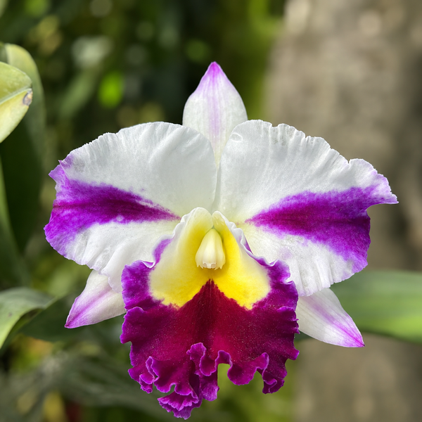 Rhyncholaeliocattleya (Rlc.) Star Gate