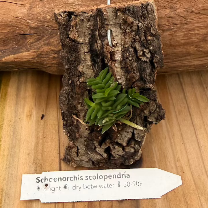 Schoenorchis scolopendria