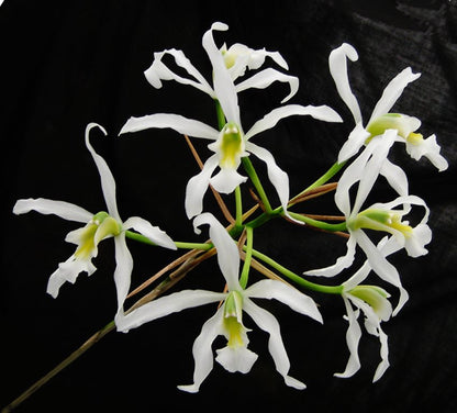 Laelia superbiens var. alba ‘Don Hubert Cross’ CBM/AOS