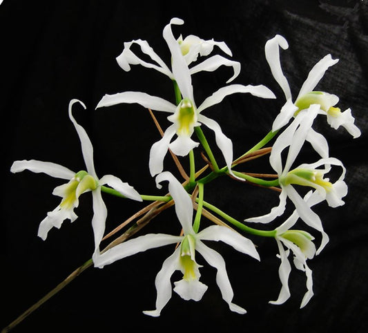 Laelia superbiens var. alba ‘Don Hubert Cross’