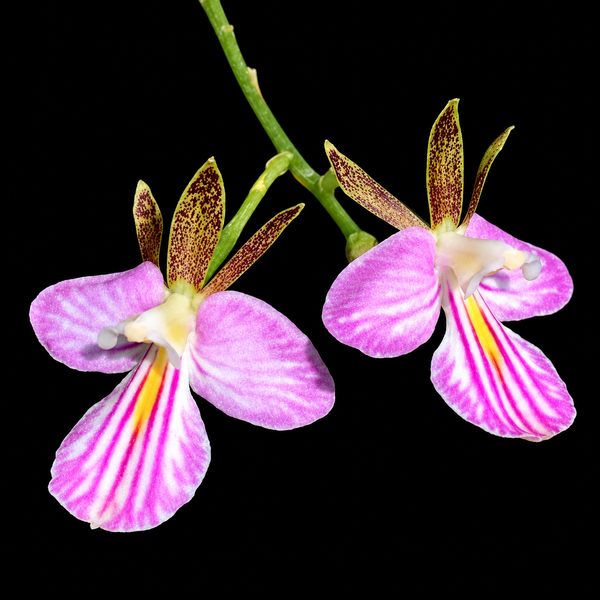 Tetramicra canaliculata