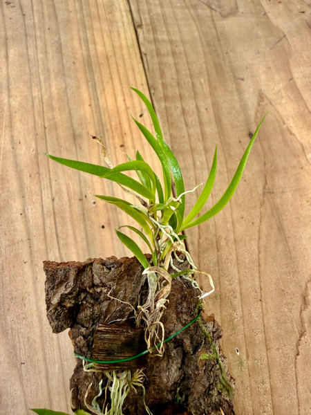 Tolumnia urophylla