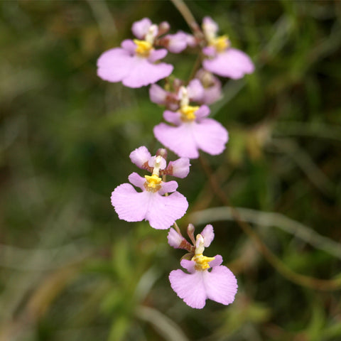 Tolumnia sylvestris