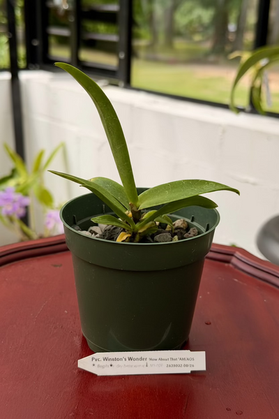 Provacatola (Pcv.) Winston's Wonder 'How About That' AM/AOS
