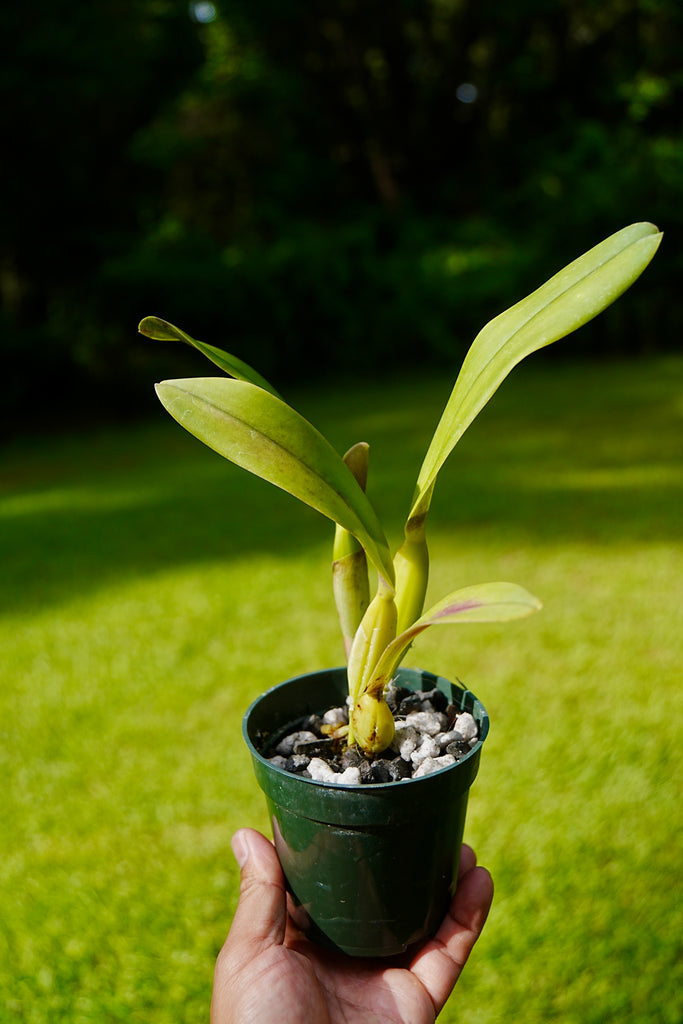 A 4 inch potted Cattleya Statteriana orchid plant is held in a person's hand against a blurred green lawn and trees background.