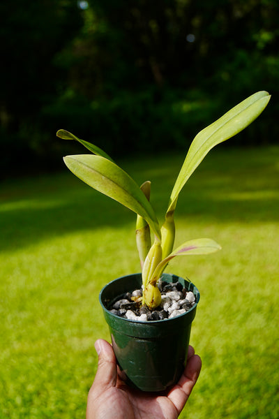 A 4 inch potted Cattleya Statteriana orchid plant is held in a person's hand against a blurred green lawn and trees background.