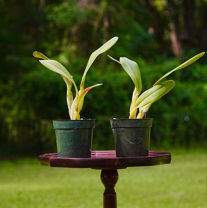 Two potted green plants which are Cattleya Statteriana orchids in 4 inch dark pots, displayed on a round wooden stand in an outdoor garden setting with a blurred background of grass and trees.