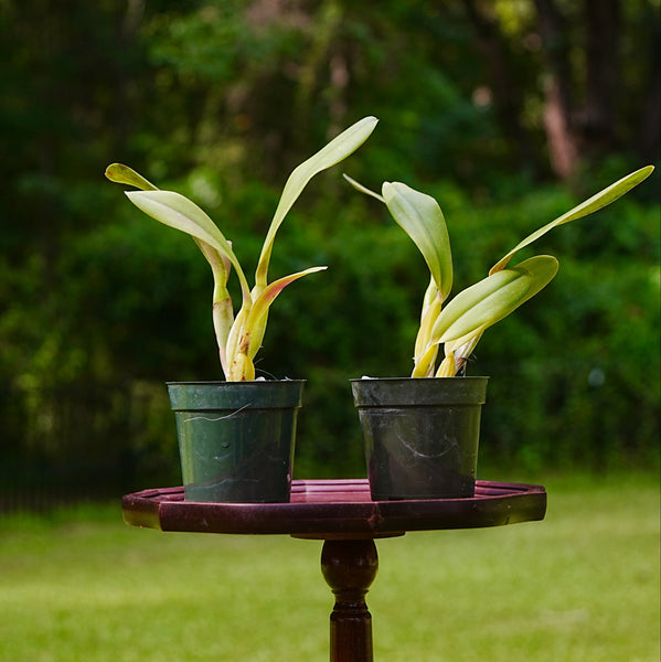 Two potted green plants which are Cattleya Statteriana orchids in 4 inch dark pots, displayed on a round wooden stand in an outdoor garden setting with a blurred background of grass and trees.