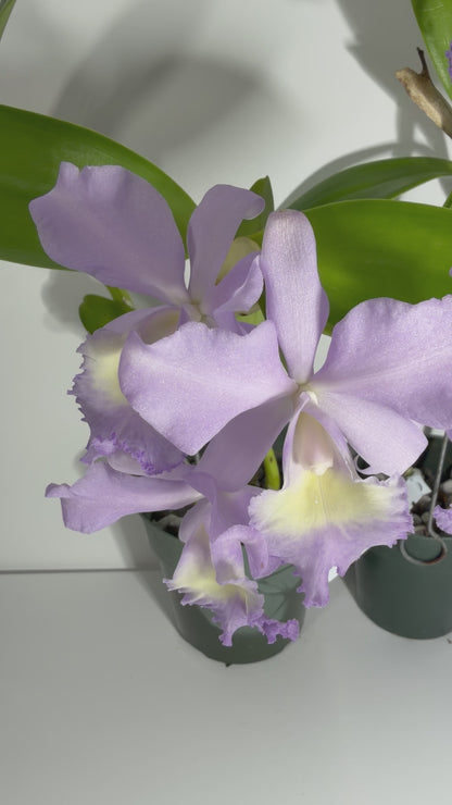 Rth. Grezaffi's Blue `Shawn' HCC/AOS