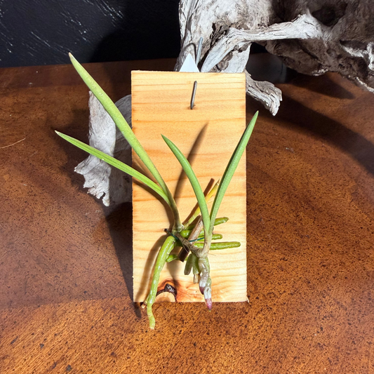 A small green orchid (tetramicra canaliculata) mounted on a rectangular wooden board with a metal pin, placed on a brown wooden surface with driftwood in the background.